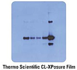 Image of Pierce Film Cl Exposure 8X10SHTS PK50 34093