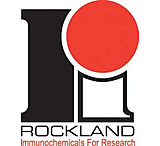 Image of Rockland Immunochemicals Notch 2 Control Peptide N Term 000-000-408