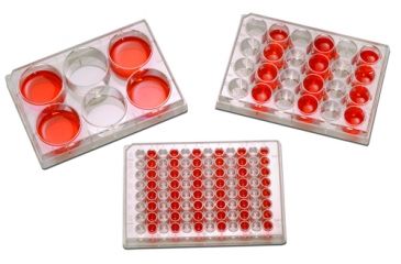 Image of Argos Plate Tissue Cult 24well Cs100 P1024, Unit CS