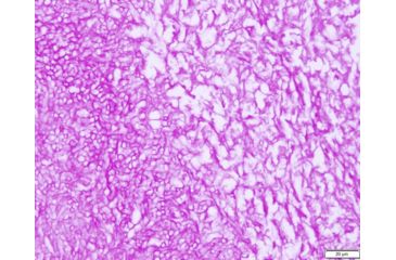 Image of Azer Scientific Control SLIDE, FUNGI-PAS ESCS-113