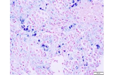 Image of Azer Scientific Control SLIDE, Iron ESCS-118