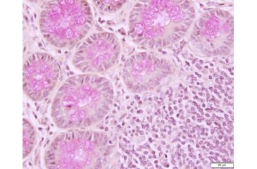 Image of Azer Scientific Control SLIDE, Muci Carmine ESCS-124