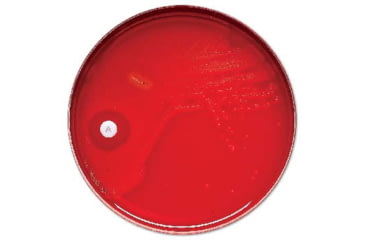 Image of BD Antibiotics and AntimycoticsNorfloxacin to Vancomycin, BD Diagnostics 231047 Taxo P Disks