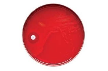 Image of BD Taxo P Discs for Differentiation of Pneumococci, BD Diagnostic Systems 231554