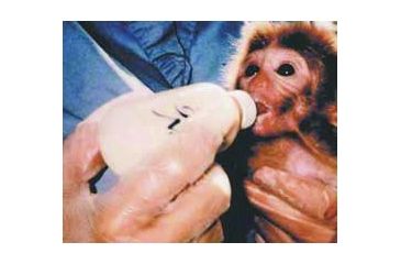 Image of Bio-Serv Diet Infant Primate 1KG F0554SP