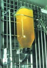 Image of Bio-Serv Prang Orange (1KG/JAR) F2351-O