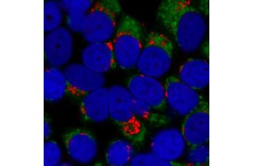 Image of Biotium Cf640r Dk-x-rb Igg (h+l)2mg/ml 20178-1, Unit EA