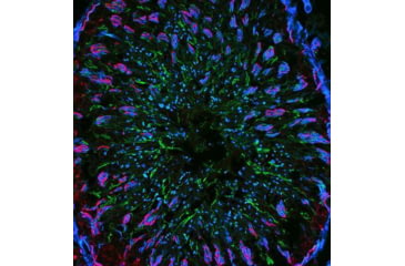 Image of Biotium Cf680r Mix-n-stain (50-100 Ug) 92246, Unit EA