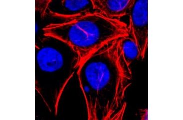 Image of Biotium Phalloidin Cf633 Conjugate 00046, Unit EA