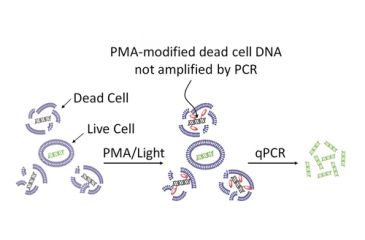 Image of Biotium Pma 40013, Unit EA
