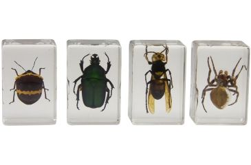 Image of Celestron 3D Specimen Slide Kit #2, Clear 44408