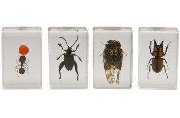 Image of Celestron 3D Specimen Slide Kit #3, Clear 44409