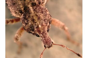 Image of Celestron FlipView Handheld LCD Microscope 44314