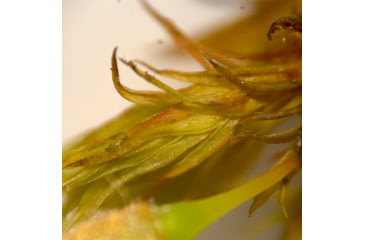 Image of Celestron Labs S10-60 Stereo Microscope,10x,20x Eyepieces,Two Sets of Objective Lenses,1x,3x 44208