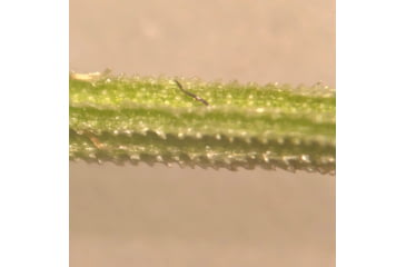 Image of Celestron Labs S10-60 Stereo Microscope,10x,20x Eyepieces,Two Sets of Objective Lenses,1x,3x 44208