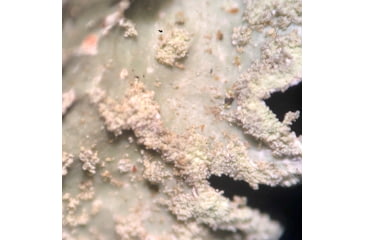 Image of Celestron Labs S10-60 Stereo Microscope,10x,20x Eyepieces,Two Sets of Objective Lenses,1x,3x 44208