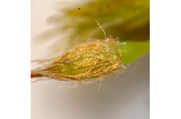 Image of Celestron Labs S10-60 Stereo Microscope,10x,20x Eyepieces,Two Sets of Objective Lenses,1x,3x 44208