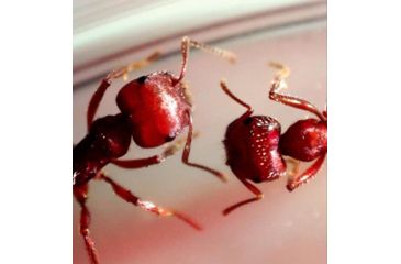 Image of Celestron MicroDirect 1080p HD Handheld Digital Micro, Black, 44316