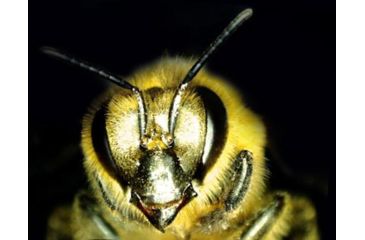 Image of Celestron MicroDirect 1080p HD Handheld Digital Micro, Black, 44316