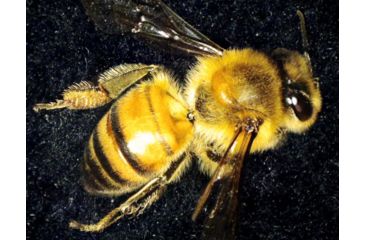 Image of Celestron MicroDirect 1080p HD Handheld Digital Micro, Black, 44316