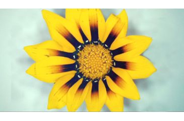 Image of Celestron MicroDirect 1080p HD Handheld Digital Micro, Black, 44316