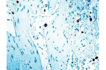 Image of Diagnostic Biosystems Caspase 8 CONC. Polyclonal Ab RP 097