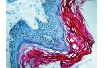 Image of Diagnostic Biosystems Cytokeratin Pan CONC. Mab MOB 191