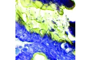 Image of Diagnostic Biosystems Helico Stat Kit 100RXN KT 019