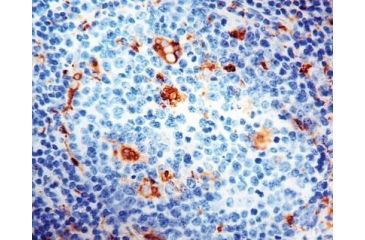 Image of Diagnostic Biosystems CD68 Macrophage Rtu Mab PDM 065