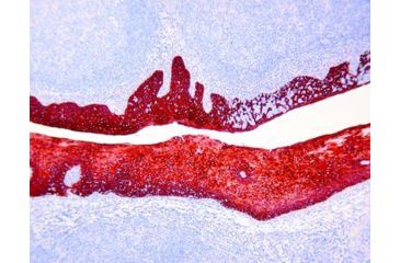 Image of Diagnostic Biosystems Mono AEC/PLUS 110ML K 050-110