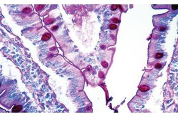 Image of Diagnostic Biosystems P.A.S. Kit 100RXN KT 027