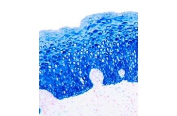 Image of Diagnostic Biosystems PERMABLUE/AP K 051-110