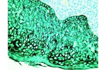 Image of Diagnostic Biosystems PERMAGREEN/AP K 052