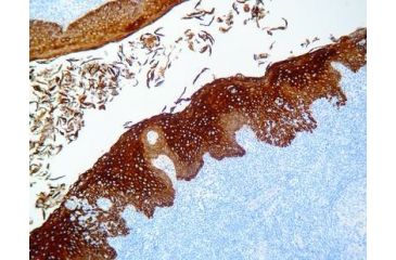 Image of Diagnostic Biosystems Stable DAB/PLUS 200ML K 047