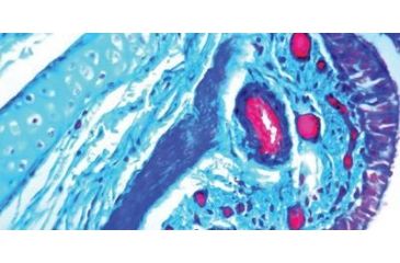 Image of Diagnostic Biosystems Trichome MASSONS Kit 100RXN KT 034