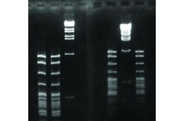Image of Diversified Biotech SYNERGEL-100GM Agarose ADD. SYN100