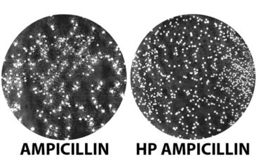 Image of G-Biosciences Ampicillin 1000x 5 X 1ml GD-6060, Unit EA