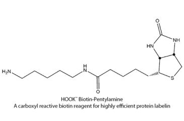 Image of G-Biosciences Biotin Pentylamine Kit 10rxn BS-15, Unit PK