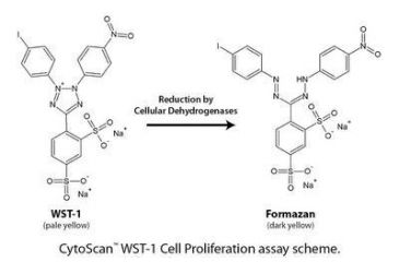 Image of G-Biosciences Cytotoxicity Assay WST1 500 786-212