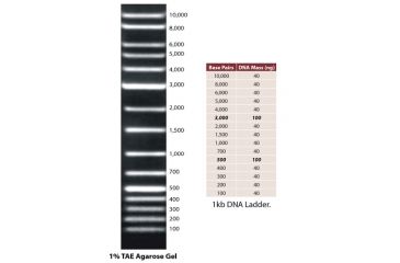 Image of G-Biosciences Marker Dna 100bp 100 Loads 786-463, Unit EA