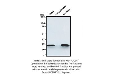 Image of G-Biosciences Hrp Detection Rabbit 1000cm2 786-09-R39, Unit EA