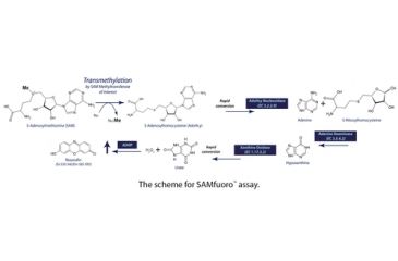 Image of G-Biosciences Methyltransferase Asay3 100rxn 786-431, Unit EA