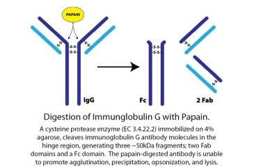 Image of G-Biosciences Papain Immobilized 5ml Resin 786-790, Unit EA