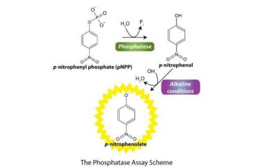 Image of G-Biosciences Phosphatase Assay 1000 Assays 786-453