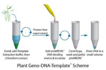 Image of G-Biosciences Plant GENO-DNA Template 100/RX 786-135