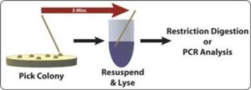 Image of G-Biosciences Plasmid Screening Toothpick 786-026