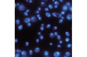 Image of GE Pc Memb Black PK-100 0.2U 47MM 111156