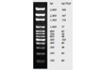Image of Labnet Enduro Molecular Weight Markers 100 bp DNA Ladder R1000-100BP