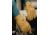 Ansell Healthcare Glove Ksr Vinyl SZ8 PK12 203938
