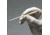 Arlington RHINO-PROBE Curettes 25 SY-96-0925